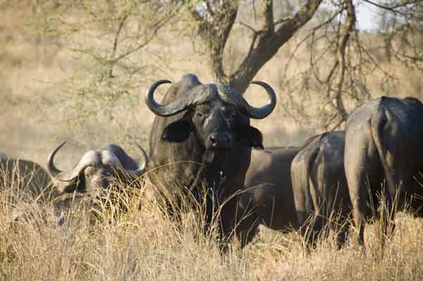 50 - Tanzania - Bufalos africanos - parque nacional de Tarangire